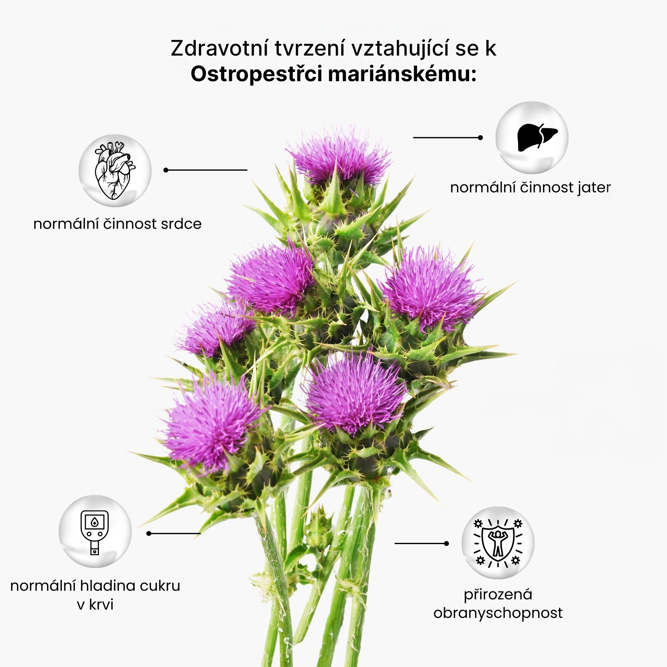 ostropestrec mariansky infografika